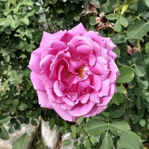 Meet your Posher, Shymo